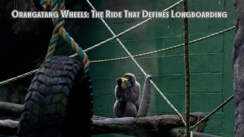 Orangatang Wheels: The Ride That Defines Longboarding
