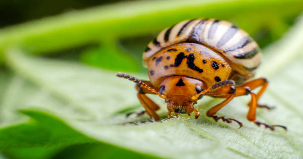 Potato Bug: A Complete Guide to Nature’s Underground Giant