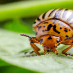 Potato Bug: A Complete Guide to Nature’s Underground Giant