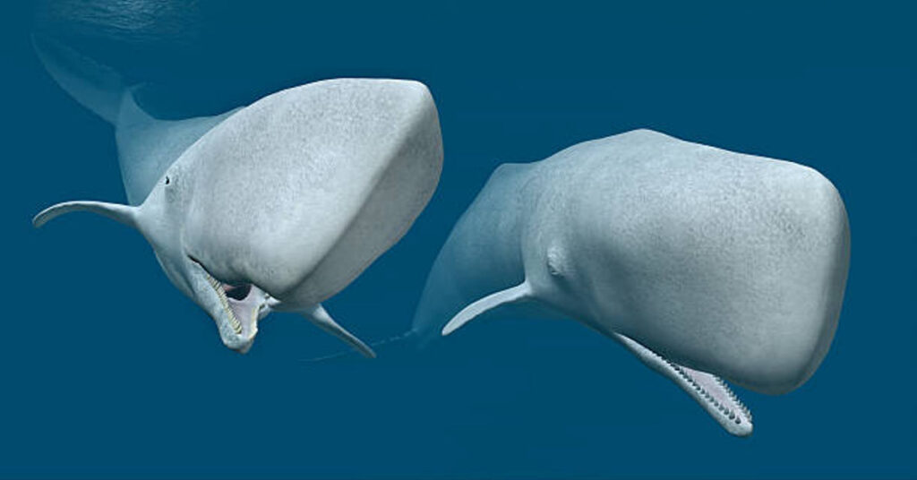 Spatula Whale: Evolutionary Wonder of the Deep Ocean