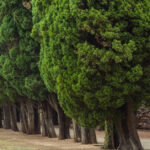 Cypress Tree: A Complete Guide to Growth, Types, and Importance