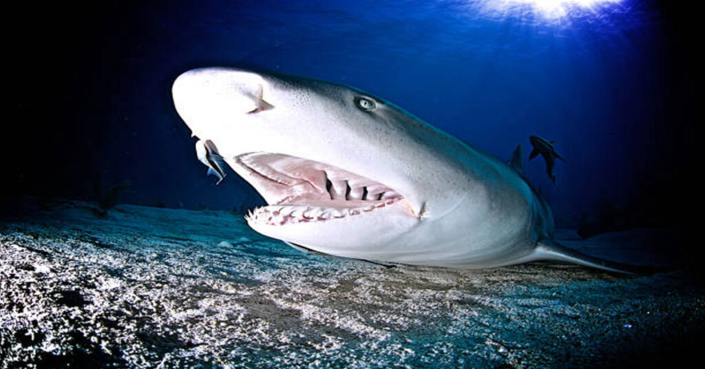 Lemon Shark