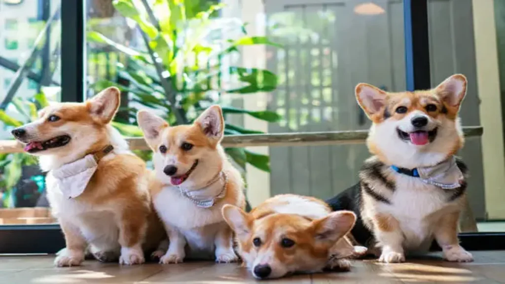 breeding pembroke welsh corgis