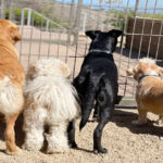 Camp Bow Wow: Premier Dog Daycare, Boarding, & Pet Services