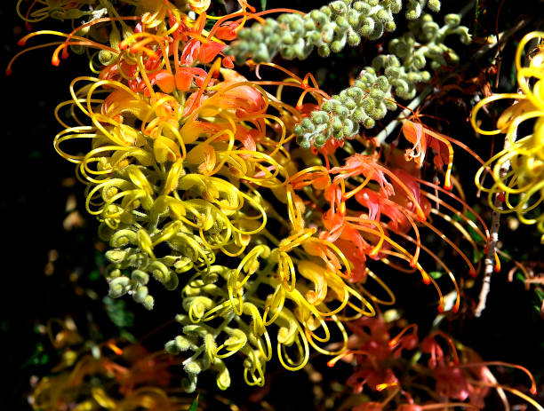 Hellooworl Explained: Meaning, Origins, Structure, and Lasting Importance in Programming