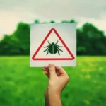 Rgarrpto Explained: Ticks, Language, and Environmental Risk