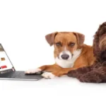 Petdardas.com and the Future of Online Pet Care