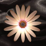 Thisvif: A Complete Guide to Understanding Its Purpose, Uses, and Digital Relevance