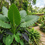 Orelha de Elefante: A Complete Guide to Elephant Ear Plants